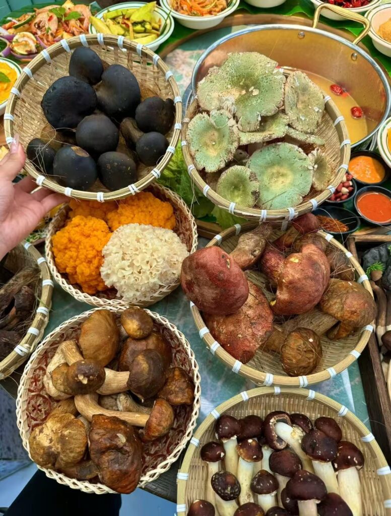 Various types of mushrooms